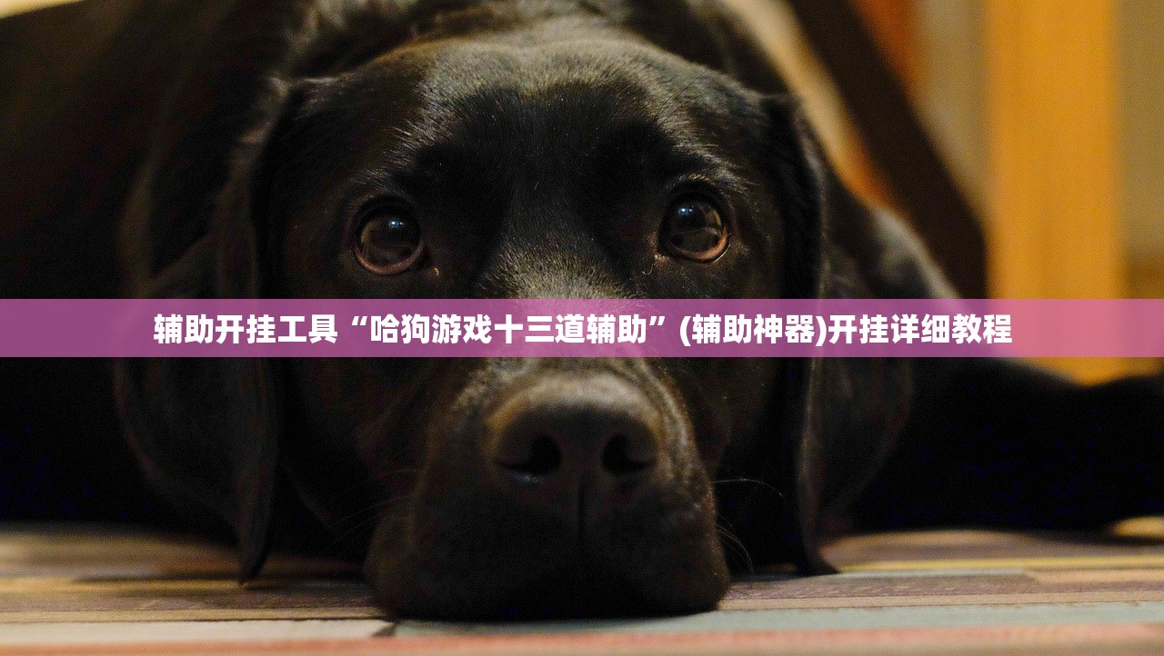 辅助开挂工具“哈狗游戏十三道辅助”(辅助神器)开挂详细教程