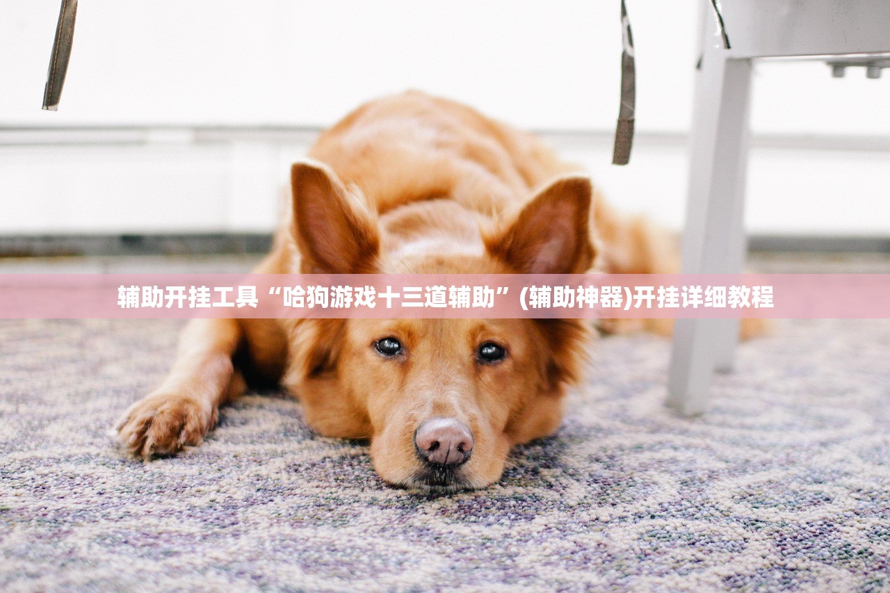 辅助开挂工具“哈狗游戏十三道辅助”(辅助神器)开挂详细教程