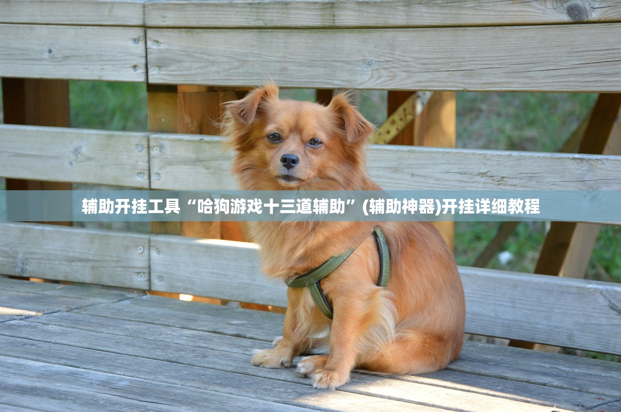 辅助开挂工具“哈狗游戏十三道辅助”(辅助神器)开挂详细教程