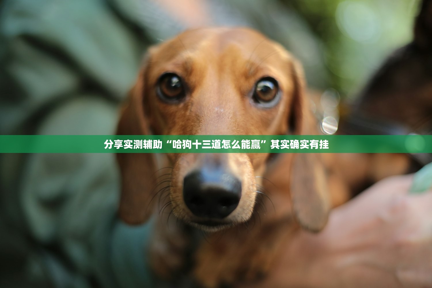 分享实测辅助“哈狗十三道怎么能赢”其实确实有挂