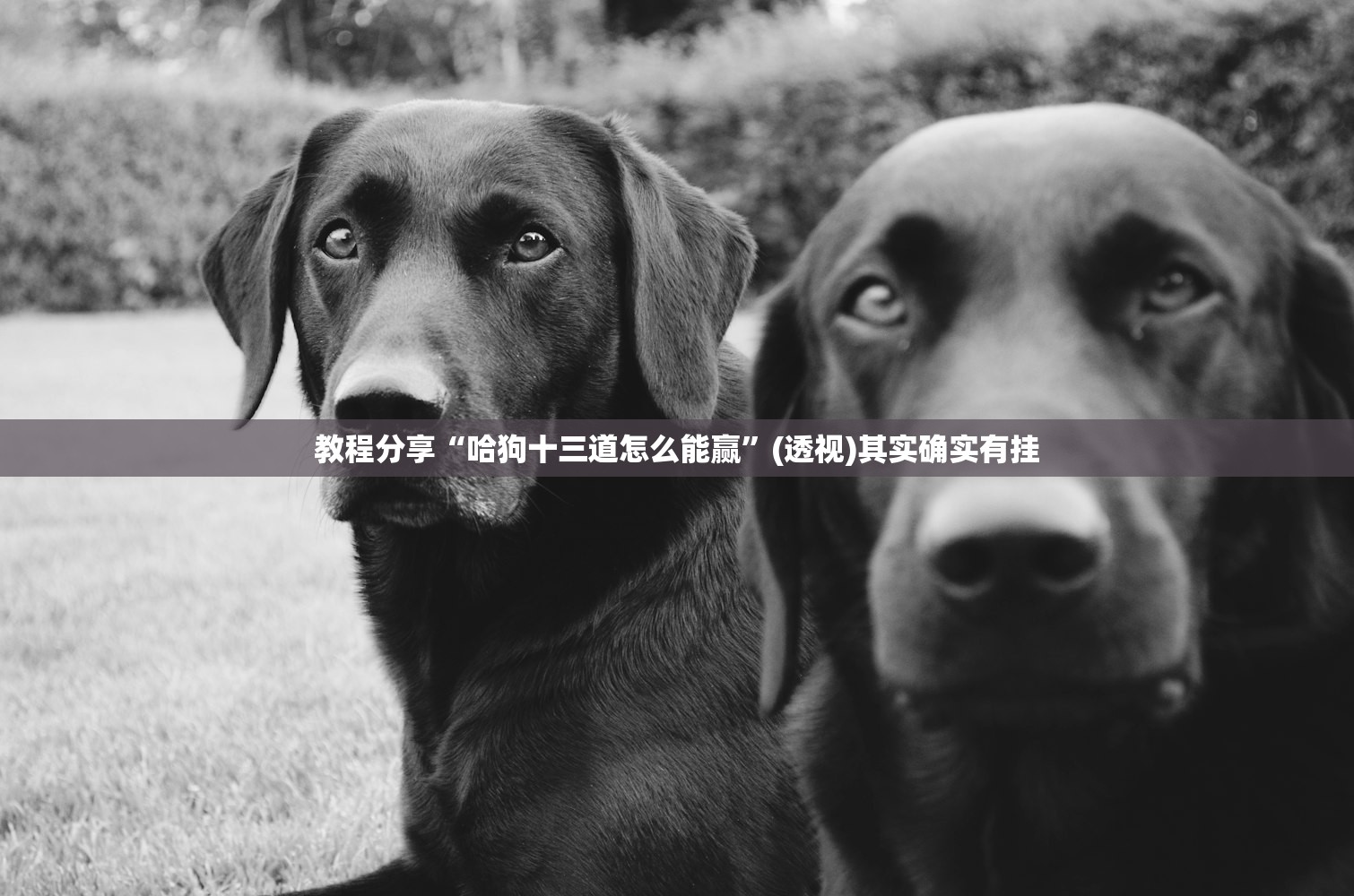 教程分享“哈狗十三道怎么能赢”(透视)其实确实有挂