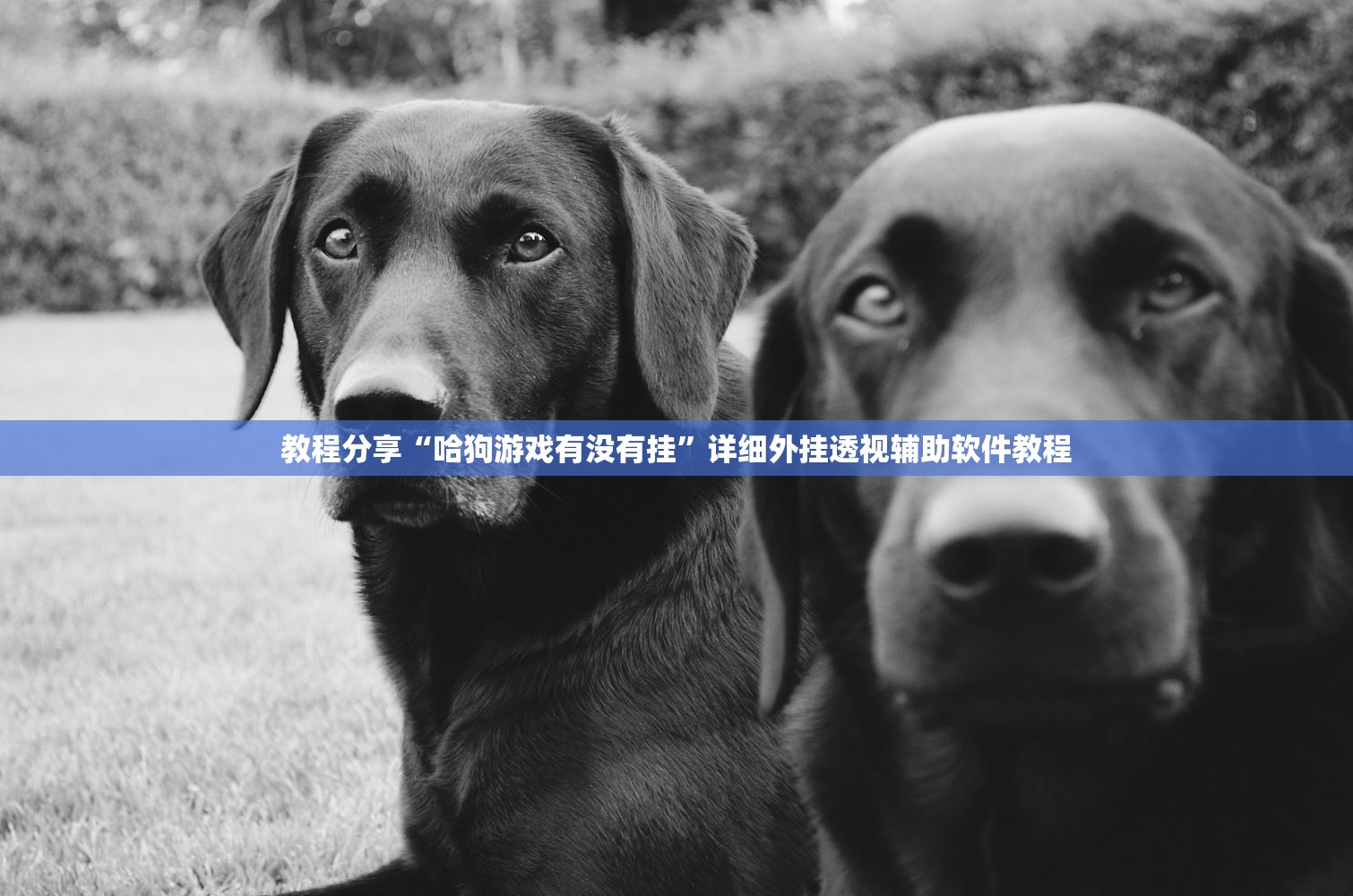 教程分享“哈狗游戏有没有挂	”详细外挂透视辅助软件教程