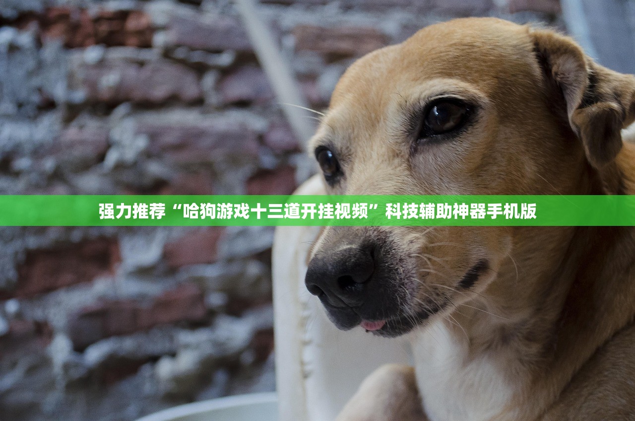 强力推荐“哈狗游戏十三道开挂视频”科技辅助神器手机版