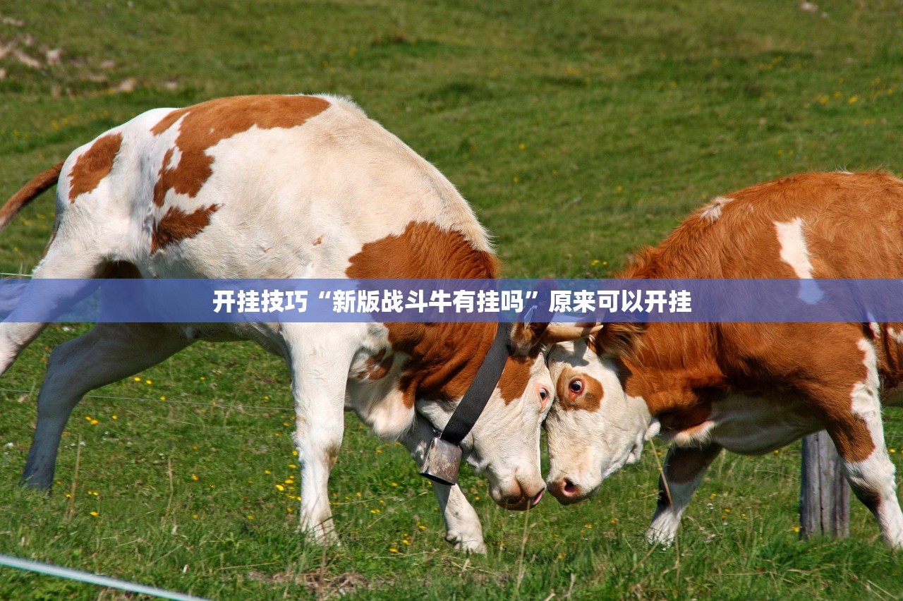 开挂技巧“新版战斗牛有挂吗”原来可以开挂