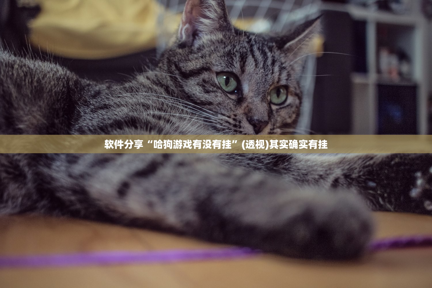 软件分享“哈狗游戏有没有挂”(透视)其实确实有挂