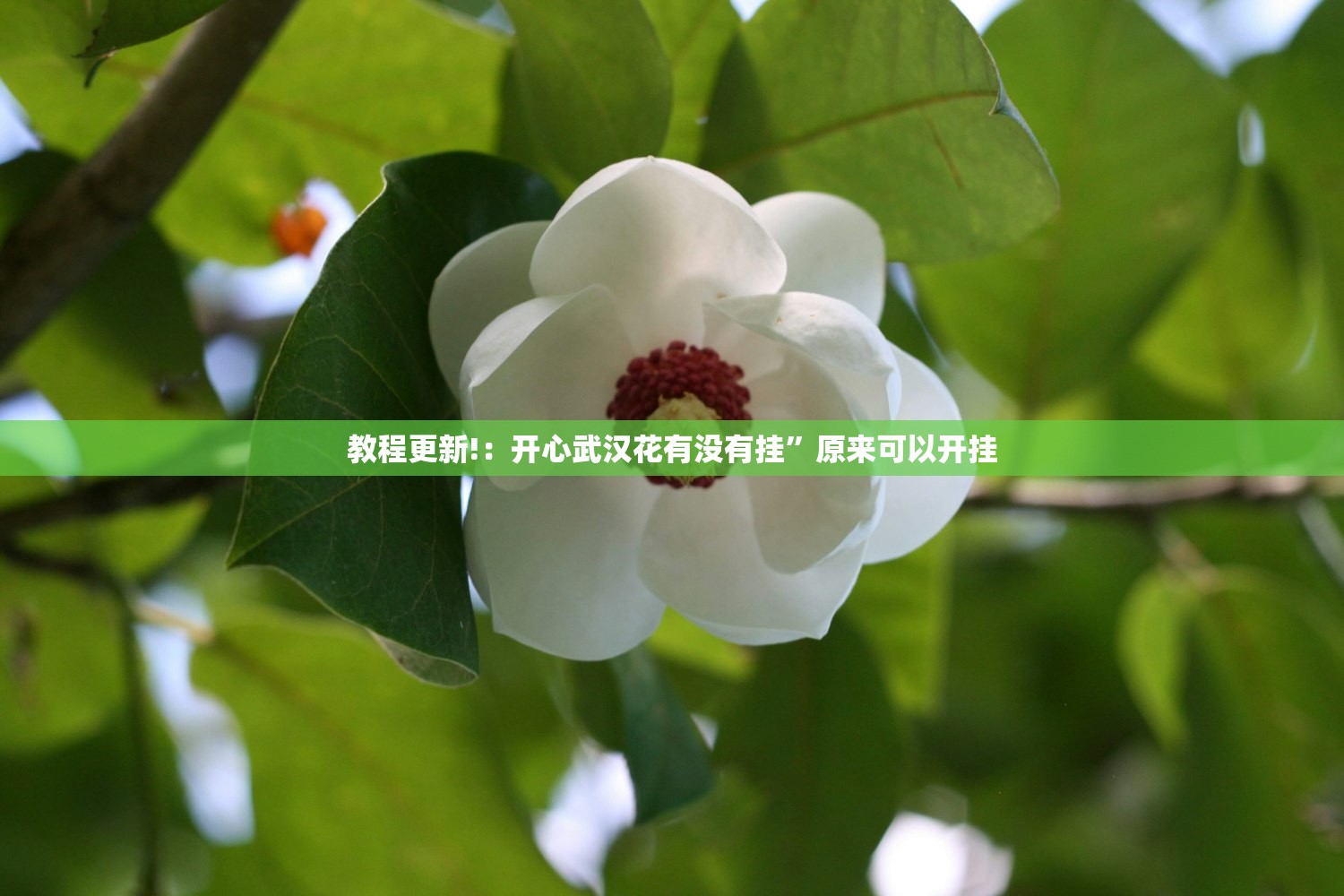 教程更新!：开心武汉花有没有挂”原来可以开挂