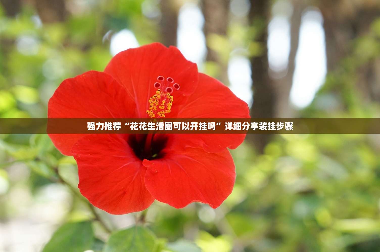 强力推荐“花花生活圈可以开挂吗”详细分享装挂步骤