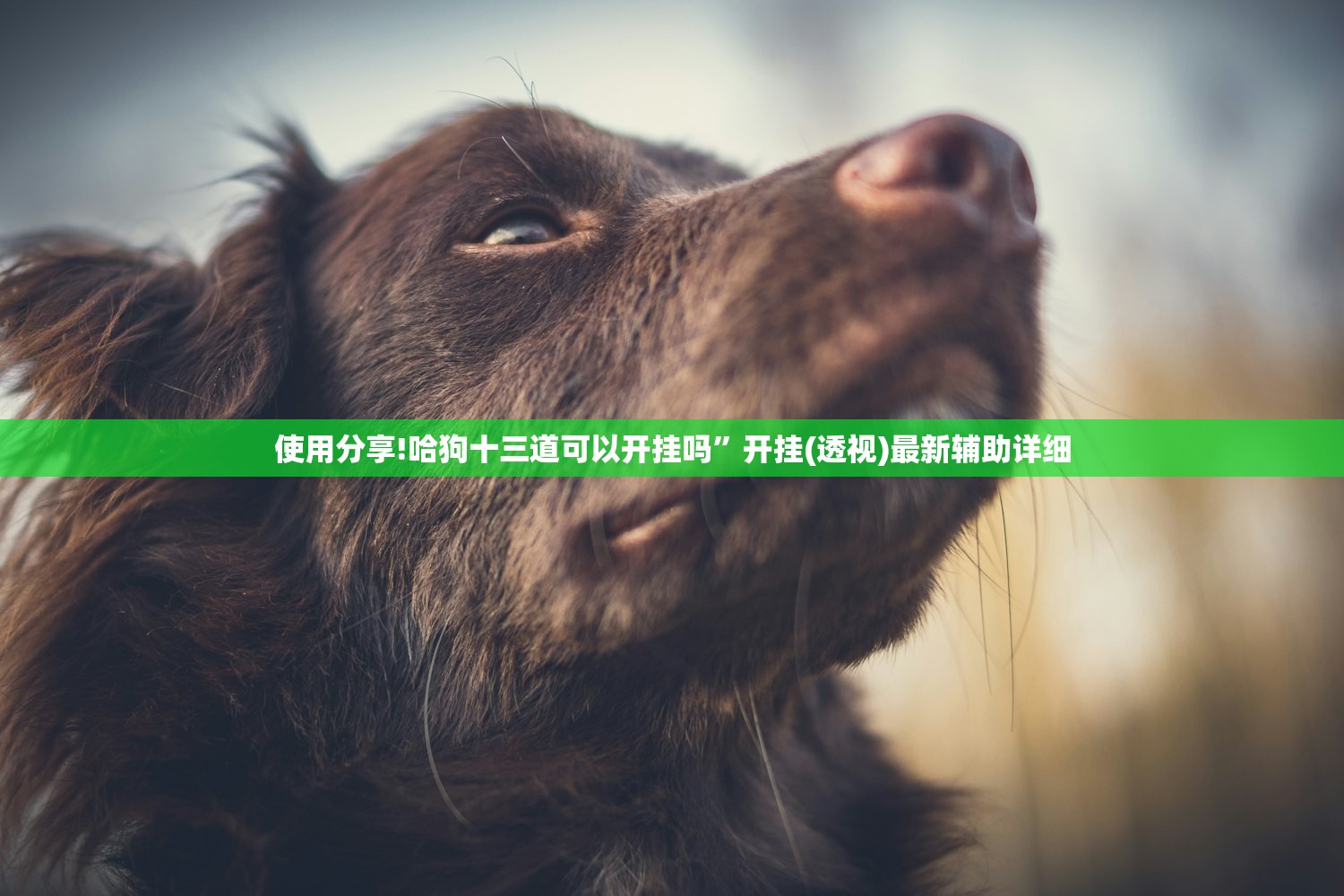 开挂辅助工具“吉利比鸡控牌软件”2026开挂教程步骤