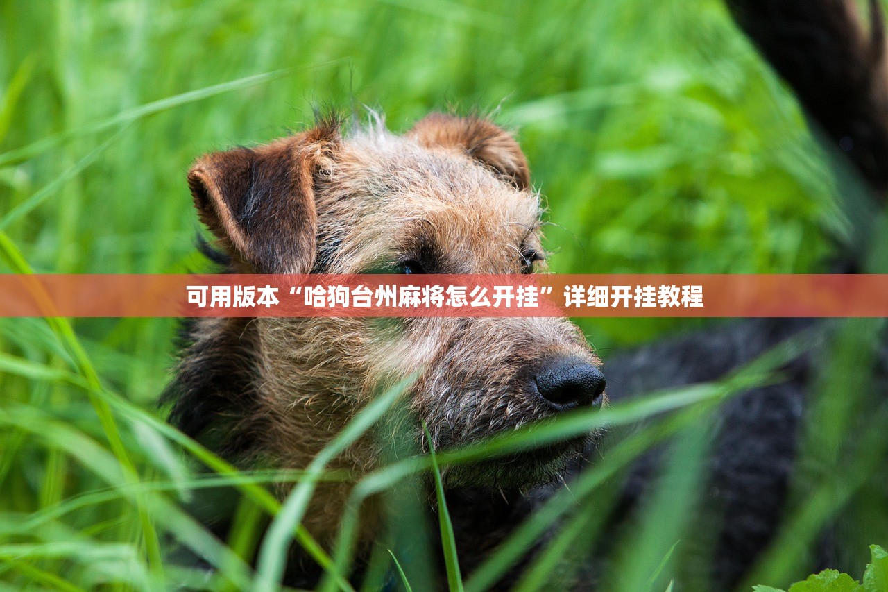 可用版本“哈狗台州麻将怎么开挂”详细开挂教程